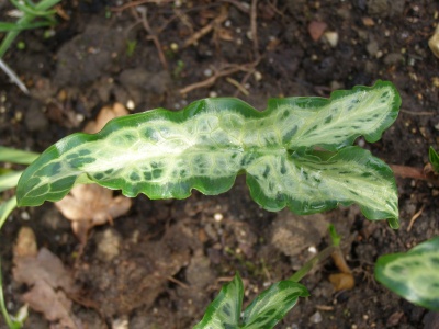 Arum italicum 'Mark's Star'